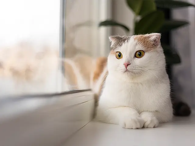 Dia Mundial do Gato - Cuidados com o seu felino