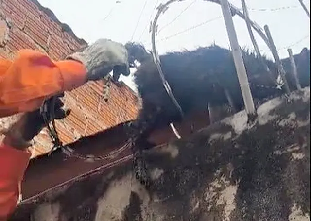 Gato é resgatado de concertina por Bombeiros em Corumbá