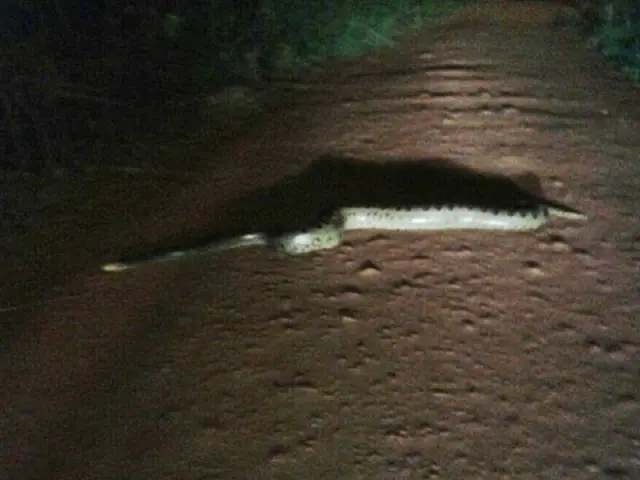 Radialista flagra sucuri atravessando via urbana