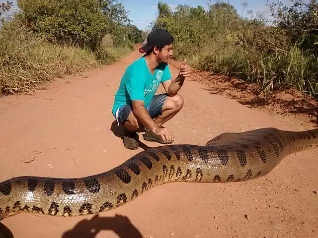 Famílias flagram sucuri de 10 metros atravessando estrada em Terenos