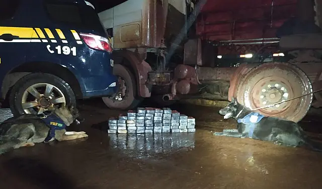 Cães K9 encontram droga avaliada em R$ 1,5 milhão na BR-262