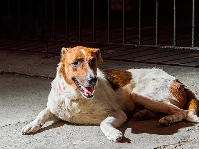 Cão faz vigília há um mês por dono morto