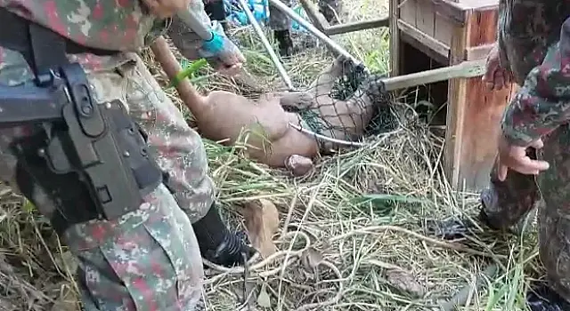 PMA resgata onça-parda atropelada em rodovia