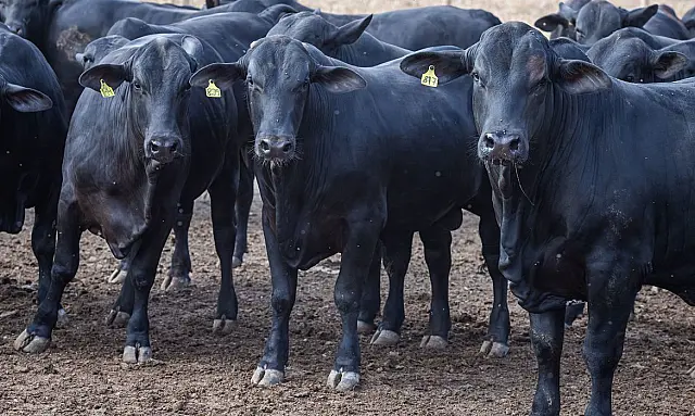 Rebanho bovino cresce em 2019, influenciado pelo cenário externo