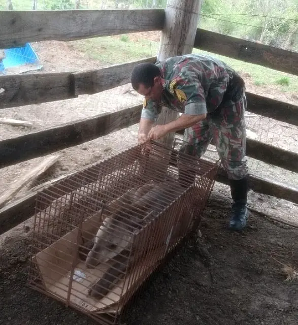 Anta atacada por cães de caçadores é resgatada por capataz de fazenda