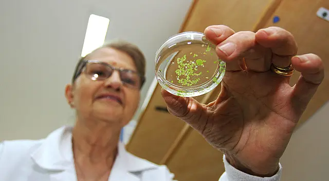 Mais da metade dos pesquisadores de Mato Grosso do Sul são mulheres