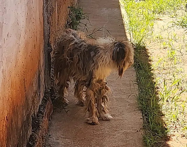 Cão é resgatado após abandono em Santa Rita do Pardo