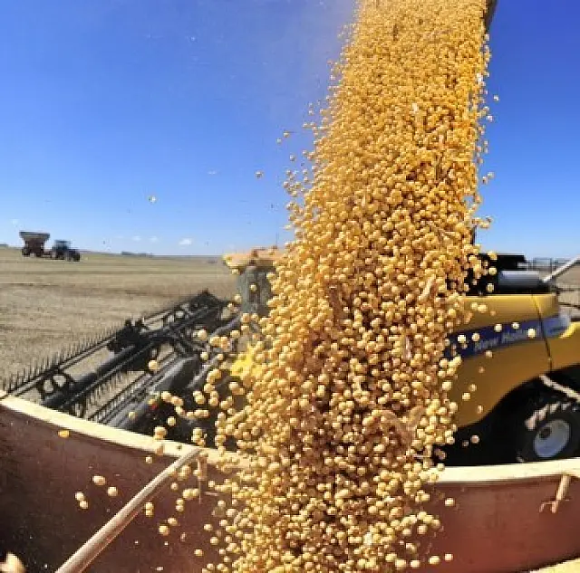 Apesar do grande volume de chuvas, mais de 50% da área plantada já foi colhida