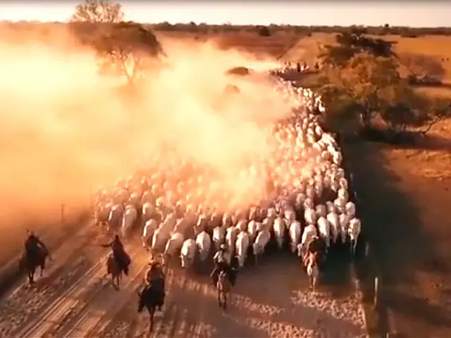 Perfil divulga teaser do remake da novela Pantanal
