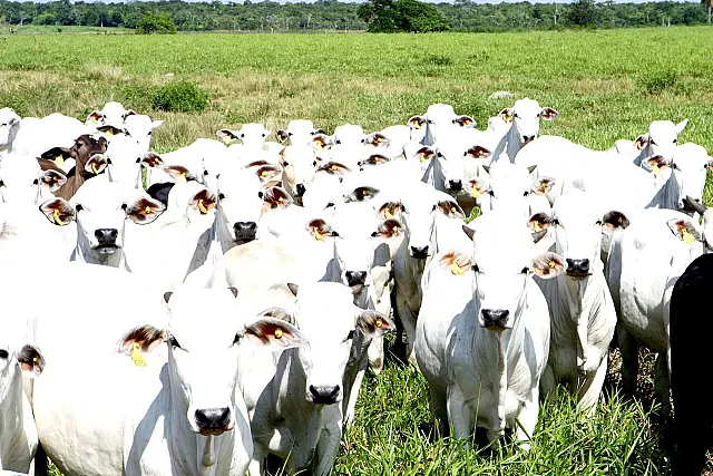 O que a PEC do teto tem a ver com pecuária?
