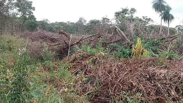 Homem é multado em R$ 6 mil pela PMA por desmatamento de árvores