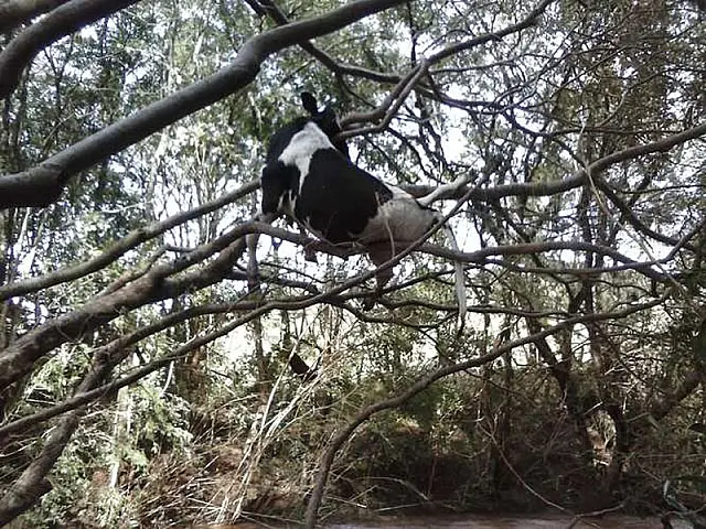 Vaca fica presa em árvore após ser levada por enxurrada
