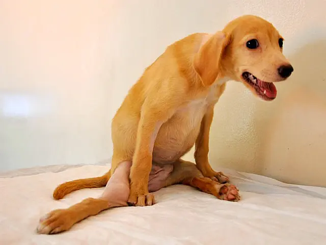 Cachorrinha é operada e recebe doações em Campo Grande