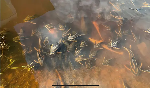 Estudo do Imasul não relaciona morte de peixes às queimadas ocorridas no Pantanal