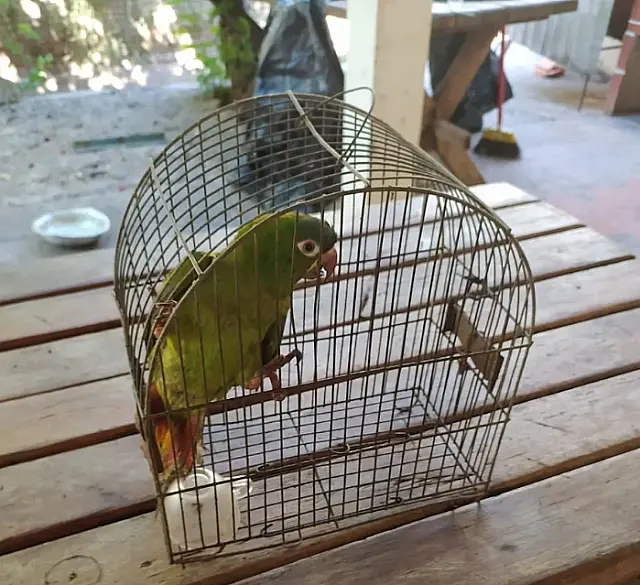 Ararinha fica ferida após bater em vidro de residência