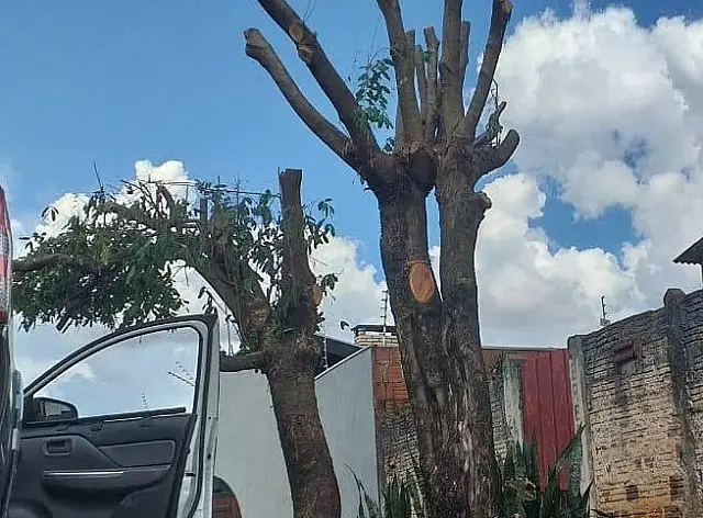 Homem é autuado pela PMA por podar árvores
