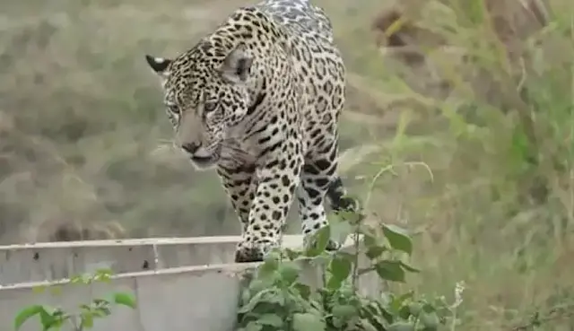 Vídeo: onças-pintadas são flagradas em estradas pantaneiras