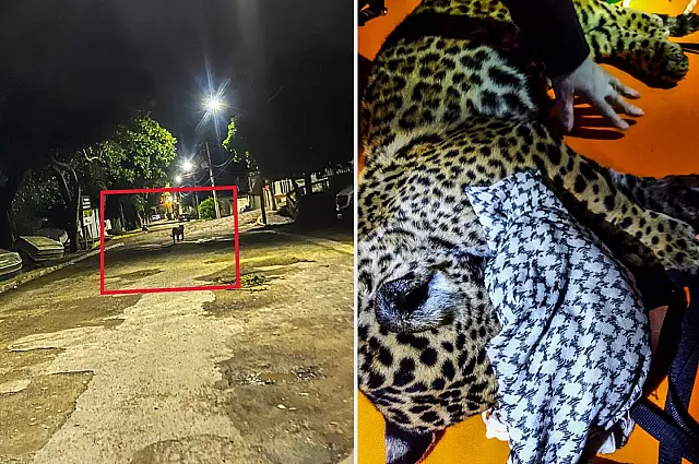 Filhote de onça-pintada mobiliza Polícia Ambiental para resgate em Ladário
