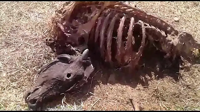 Gado é abatido e carneado no pasto por assaltantes em fazenda de Aquidauana