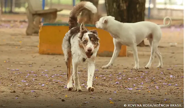Bonito e Bodoquena aderem a campanha sobre cuidados com animais idosos