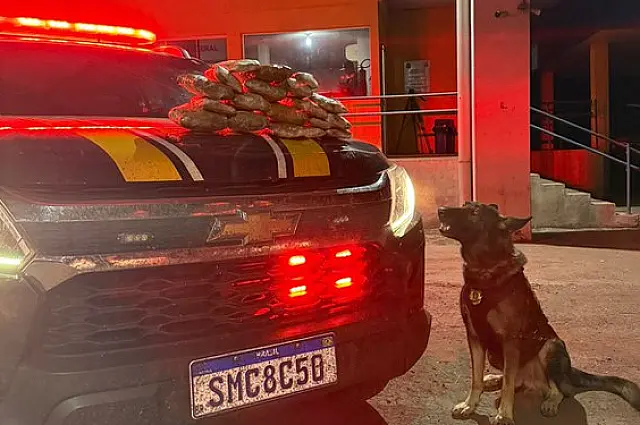 PRF apreende 4,4 kg de skunk com ajuda de cão farejador na BR-262