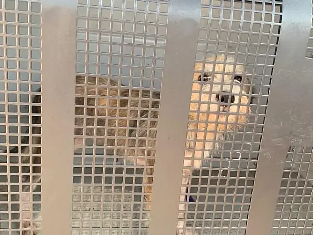 Abandonados há dois meses, cachorros são resgatados em más condições