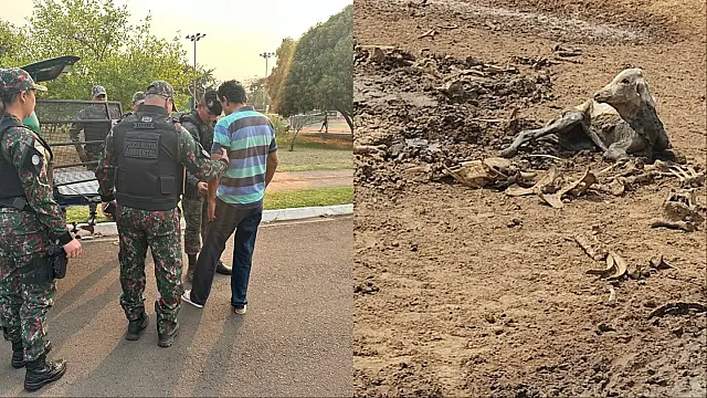 Pecuarista é preso em flagrante após morte de 268 bovinos no Pantanal