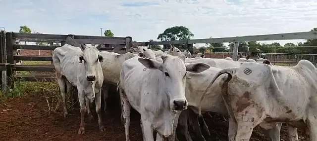 Fazendeiro é preso por furto de 34 cabeças de gado em Coxim
