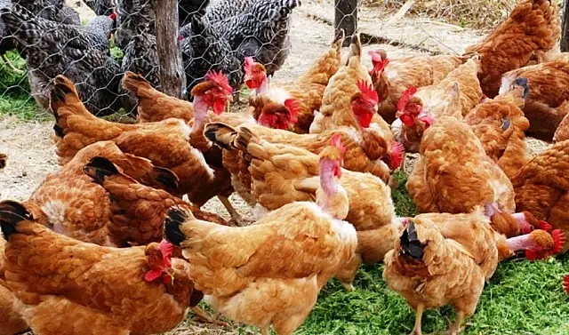 Ladrões invadem chácara e furtam 14 galinhas