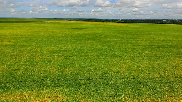 Indutor do desenvolvimento, Estado dá suporte a uma nova safra recorde de soja