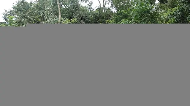 PMA autua fazendeiro por desmatamento ilegal durante a operação Cervo-do-Pantanal