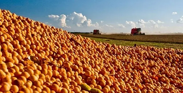 Sidrolândia e Maracaju estão entre os 20 maiores produtores de soja do País
