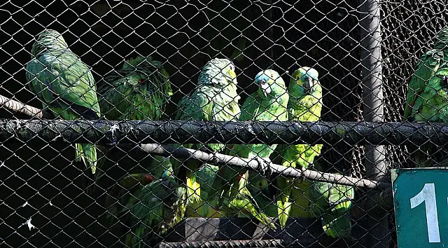 Operação contra tráfico de papagaios termina com saldo de mais de 180 aves apreendidas e seis traficantes presos