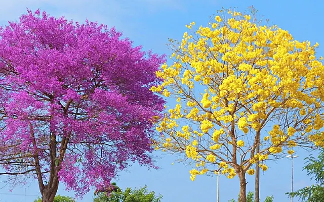 Ipês que embelezam a paisagem pintam nosso coração de rosa-amarelo