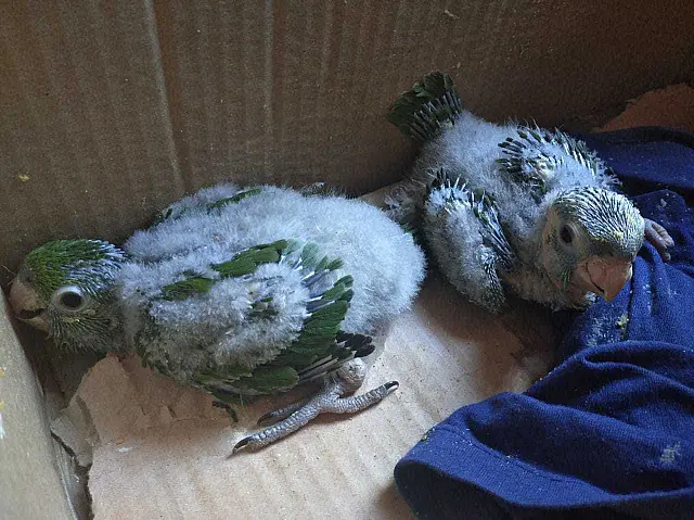 Filhotes de maritaca são resgatados pela PMA