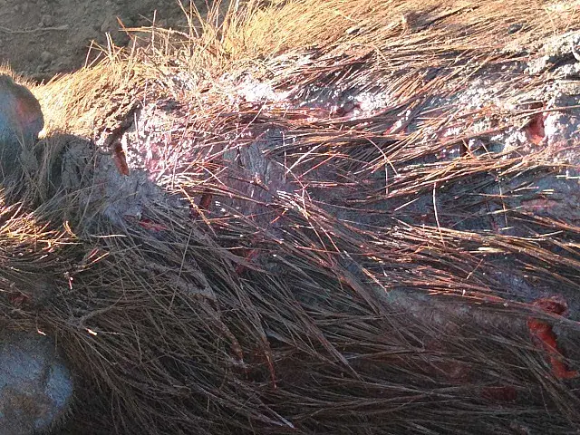 Suspeita de onça nos arredores da UEMS em Aquidauana deixa comunidade em alerta