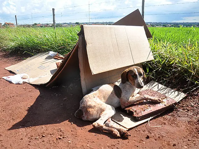 Abandono de cachorro causa indignação em moradores de Campo Grande
