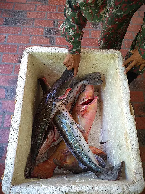 PMA de Corumbá prende 3 homens por pesca predatória na piracema