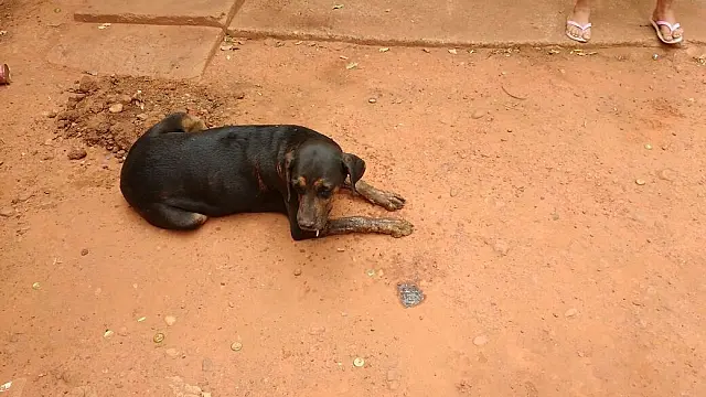 Homem é preso depois de tentar matar cadela do vizinho envenenada