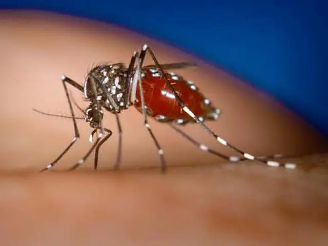 Aquidauana e Anastácio registraram 138 casos de dengue