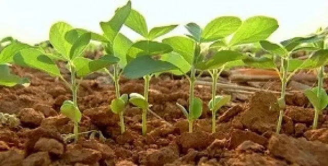 Produtores rurais têm ate o dia 10 de janeiro para registro da área de soja