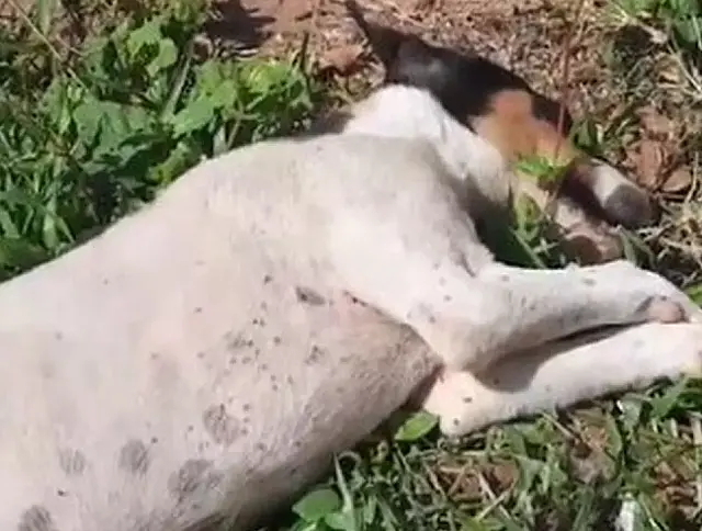 Mulher é presa por matar cão atropelado e fugir sem prestar socorro