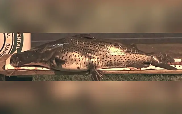 PMA autua infrator em R$ 1,6 mil por 44 kg de pescado ilegal