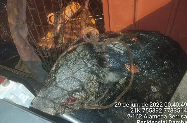 PMA captura dois porcos-do-mato em sala de segurança
