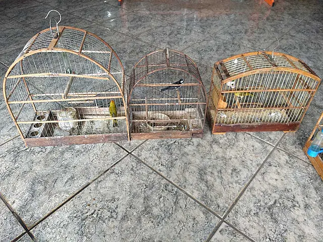 PMA autua homem por maus-tratos ao deixar cachorros e aves silvestres criadas ilegalmente, sem alimento e água