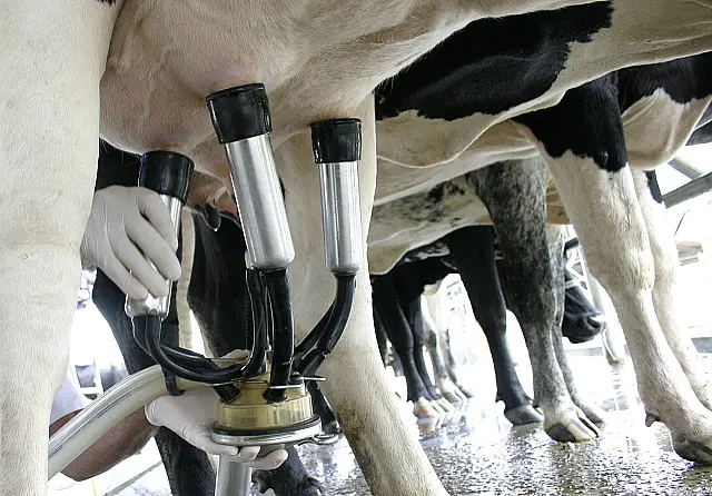 Com redução de 14% na produção de leite, preços disparam em MS