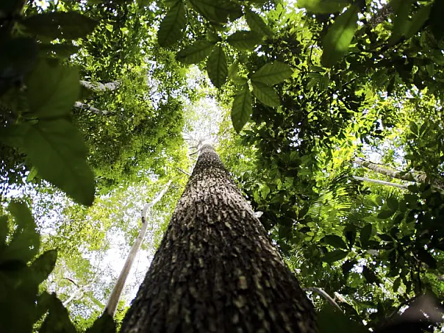Dia Mundial do Meio Ambiente reforça conservação das florestas