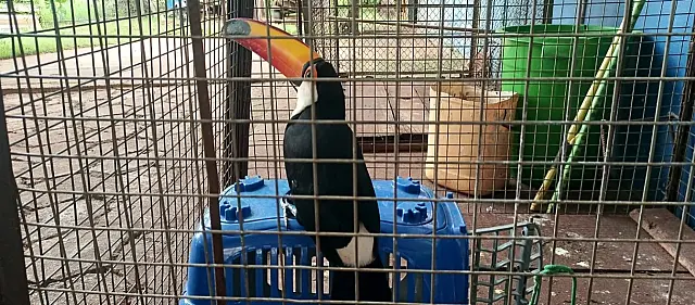 Funcionários do Correios encontram tucano com asa ferida