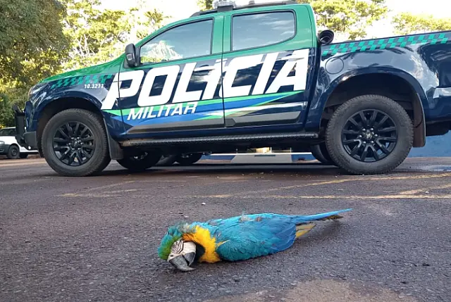 Arara morre eletrocutada em fio de alta tensão