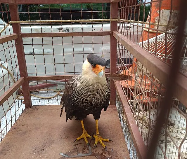 Em Bonito, gavião é atropelado e fica enroscado na dianteira do veículo